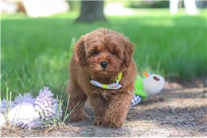Herbie - Goldendoodle, Mini for sale