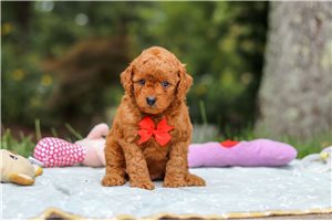 Marshall - Mini Goldendoodle for sale