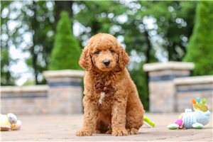 Lawson - Mini Goldendoodle for sale