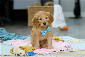 Garfield - Goldendoodle, Mini for sale