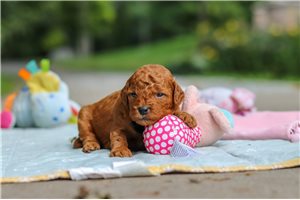 Mario - Mini Goldendoodle for sale