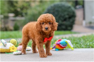 Memphis - Mini Goldendoodle for sale