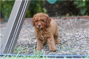 Herbert - Goldendoodle, Mini for sale