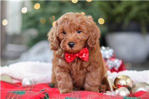 Donald - Goldendoodle, Mini for sale