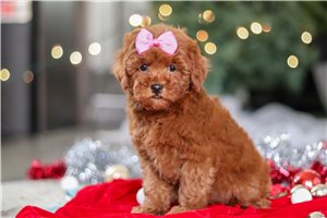 Daisy - Goldendoodle, Mini for sale