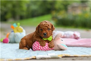 Mickey - puppy for sale