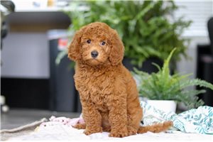 Ginger - Goldendoodle, Mini for sale