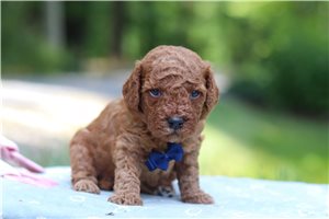 Herbert - puppy for sale
