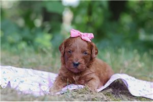 Hilary - Goldendoodle, Mini for sale