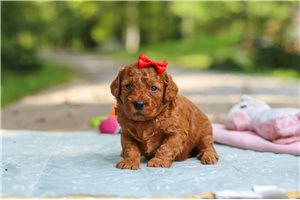 Maggie - puppy for sale
