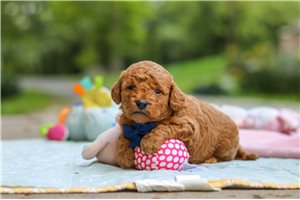 Murray - puppy for sale