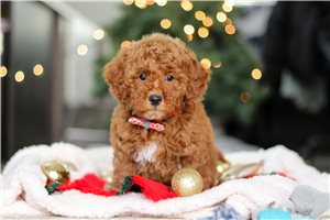 Dustin - puppy for sale