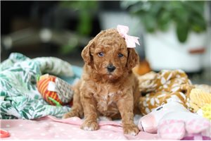 Nica - Goldendoodle, Mini for sale