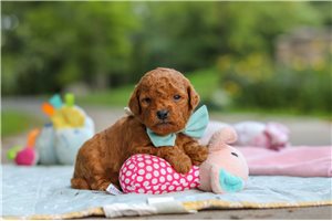 Marshall - puppy for sale