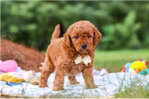 Murray - Mini Goldendoodle for sale
