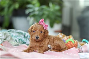 Nadine - puppy for sale