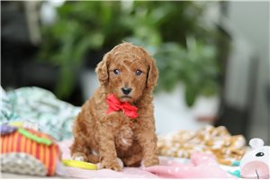 Noland - Goldendoodle, Mini for sale