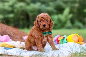 Memphis - Goldendoodle, Mini for sale
