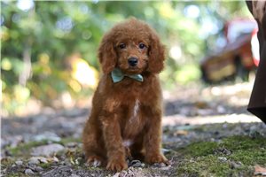 Memphis - Mini Goldendoodle for sale