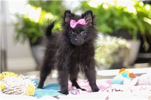 Filly - puppy for sale