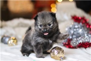 Forest - puppy for sale