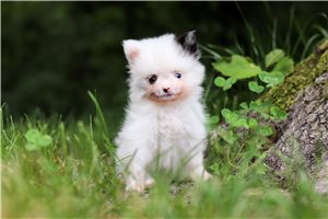 Daisy - Pomeranian for sale