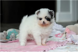 Sadie - Pomeranian for sale