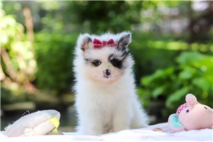 Sadie - Pomeranian for sale