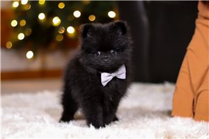 Fergus - puppy for sale