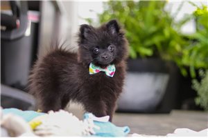 Finn - Pomeranian for sale
