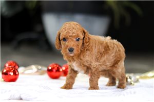 Benson - Poodle, Toy for sale