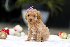 Bibi - Poodle, Toy for sale