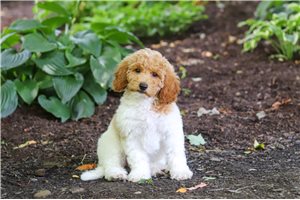 Tiffany - Poodle, Standard for sale