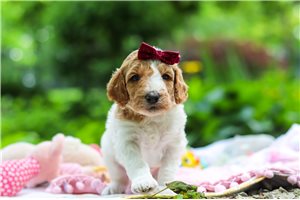Trisha - puppy for sale
