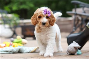 Trisha - Poodle, Standard for sale