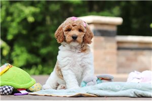 Tiffany - Poodle, Standard for sale
