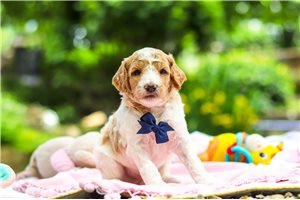 Trace - puppy for sale