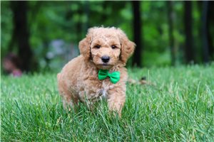 Timothy - Poodle, Standard for sale