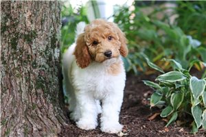 Tiffany - Standard Poodle for sale