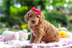 Teegan - puppy for sale