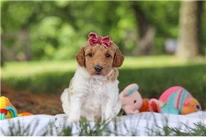 Tiffany - Poodle, Standard for sale