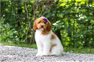 Tiffany - Poodle, Standard for sale