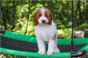 Tyra - Poodle, Standard for sale