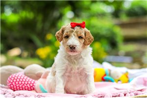 Tulla - puppy for sale
