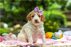 Tyra - puppy for sale
