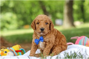 Thatcher - puppy for sale