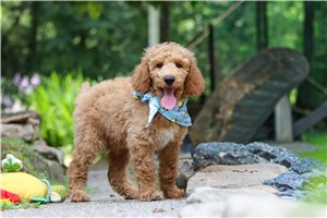 Timothy - Standard Poodle for sale