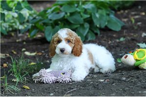 Tyra - Poodle, Standard for sale