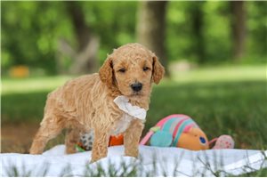 Timothy - puppy for sale