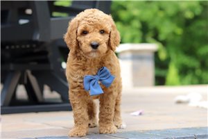 Thatcher - Poodle, Standard for sale